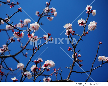 ピンク色の梅の花 梅の花 紅冬至 梅の写真素材 ピンク色の梅の花 梅の花 紅冬至 梅の写真素材