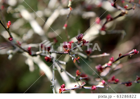 メギの新芽 メギの新芽 63286822