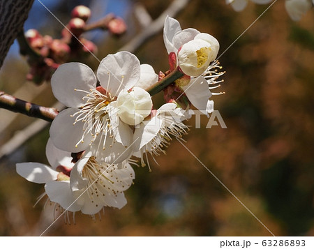 梅の花 白梅 梅の花 白梅 63286893