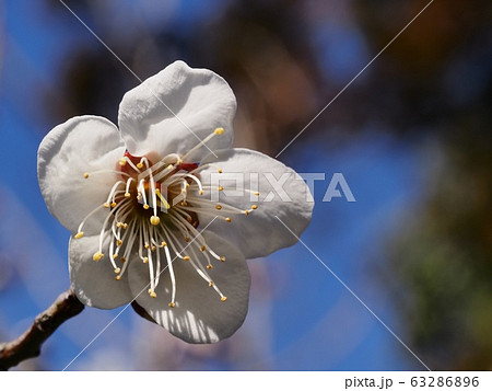 梅の花 白梅 梅の花 白梅 63286896