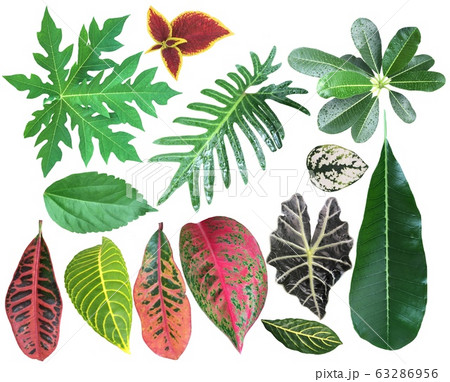 Collection of Different exotic houseplants leaves. Collection of Different exotic houseplants leaves. 63286956