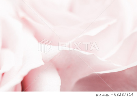 Tender rose flower in nature, floral art and botanical garden Tender rose flower in nature, floral art and botanical garden 63287314
