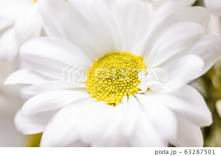 Spring daisy flower in nature, floral art and botanical garden Spring daisy flower in nature, floral art and botanical garden 63287501