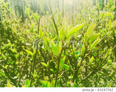 Green spring leaves in botanical garden on a sunny day, nature and environment 63287562