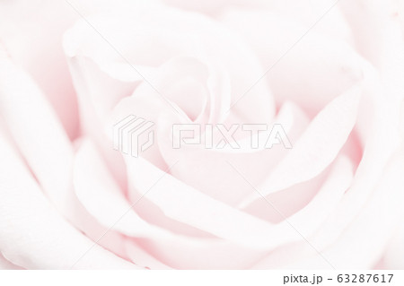 Tender rose flower in nature, floral art and botanical garden 63287617