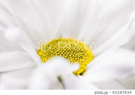 Spring daisy flower in nature, floral art and botanical garden Spring daisy flower in nature, floral art and botanical garden 63287634