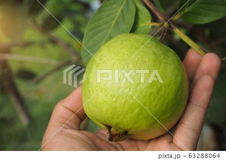 young green guava fruit on tree in organic farm young green guava fruit on tree in organic farm 63288064