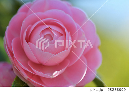 ピンク色の可愛い春の花 八重咲きのオトメ椿の写真素材 6399