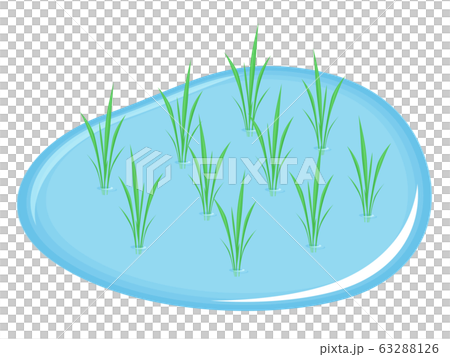 稲の苗 田植えのイラストのイラスト素材