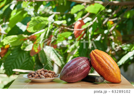 Table with cacao pods and plate with seed 63289102
