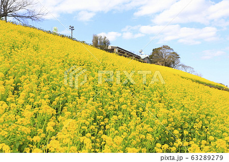 春のマザー牧場　花の大斜面  63289279