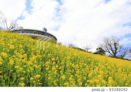 春のマザー牧場 花の大斜面 の写真素材