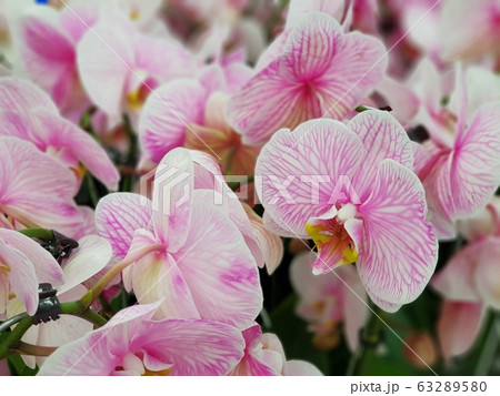 Blooming pink orchid in the garden Blooming pink orchid in the garden 63289580