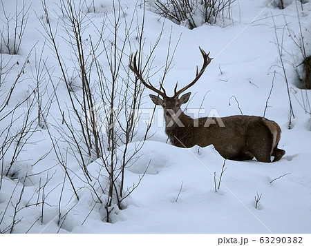 Beautiful red deer in snow covered winter 63290382