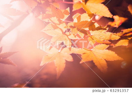 紅葉 紅葉 63291357
