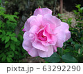 薔薇 63292290