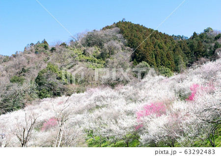 高尾山 高尾梅郷 木下沢梅林(こげさわばいりん) 高尾山 高尾梅郷 木下沢梅林(こげさわばいりん) 63292483