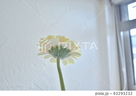 窓辺の花　ガーベラ 63293232
