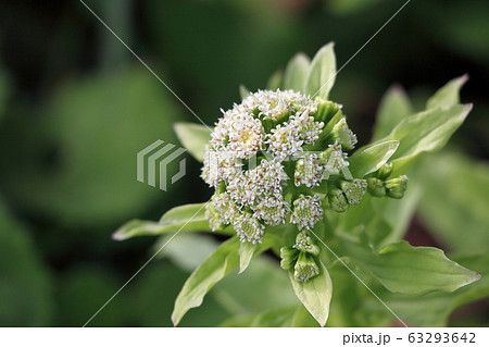 ふきのとう 蕗の薹 ふきのとう 蕗の薹 63293642