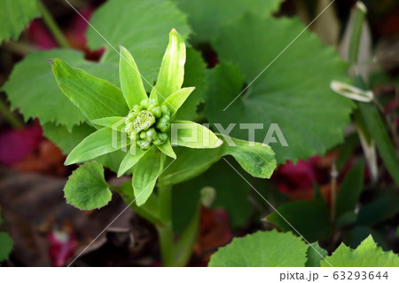 ふきのとう　蕗の薹 63293644