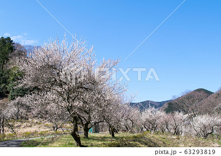 東京都 八王子市 高尾梅郷 するさし梅林 東京都 八王子市 高尾梅郷 するさし梅林 63293819