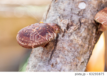 原木シイタケ　どんこ 63293875