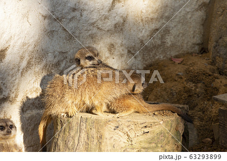 ミーアキャット ミーアキャット 63293899