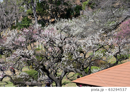 横浜 大倉山公園 梅 横浜 大倉山公園 梅 63294537