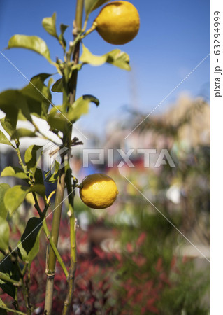 レモンの木 63294999
