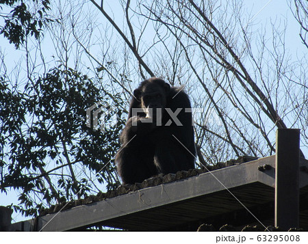 チンパンジー チンパンジー 63295008
