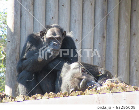 チンパンジー チンパンジー 63295009