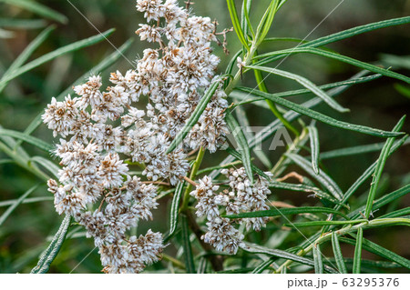 オーストラリア ビクトリア州東部原生のOzothamnus argophyllus 63295376