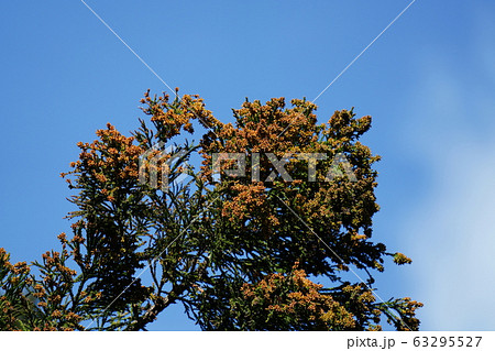 スギ花粉・二月・快晴・杉の木・実・パンパン 63295527