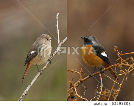 ジョウビタキの雄雌比較 ジョウビタキの雄雌比較 63295808