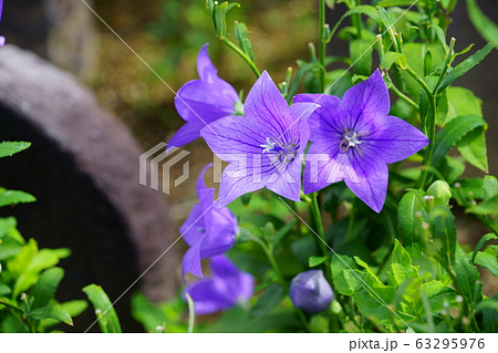 元興寺のキキョウ３ 63295976