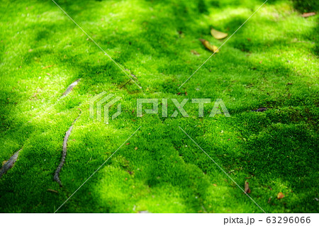 苔寺・秋篠寺4 苔寺・秋篠寺4 63296066
