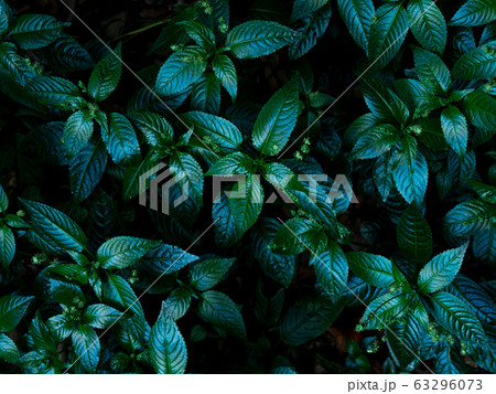 森の下草 63296073