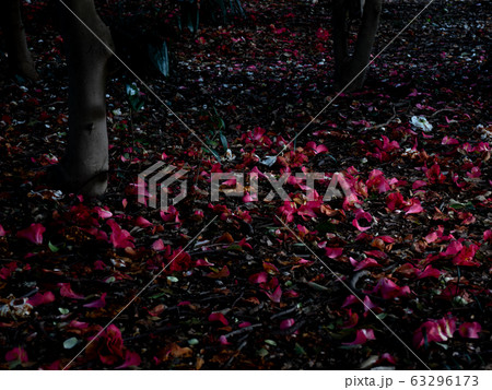 散った椿　落椿 63296173