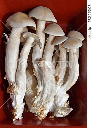 ハタケシメジ（丹波しめじ） 63296208