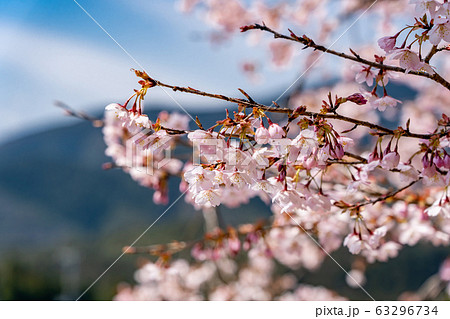 三重県 熊野市 早咲きの新種桜 クマノザクラ 三重県 熊野市 早咲きの新種桜 クマノザクラ 63296734