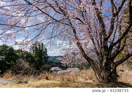 三重県 熊野市 早咲きの新種桜 クマノザクラ 三重県 熊野市 早咲きの新種桜 クマノザクラ 63296735