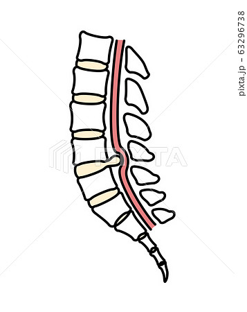 背骨 図解 椎間板ヘルニア のイラスト素材