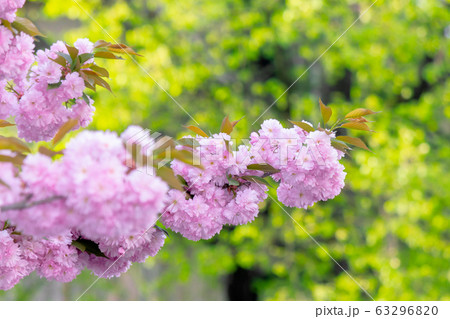 sakura branch in backlit sunlight. beautiful sakura branch in backlit sunlight. beautiful 63296820