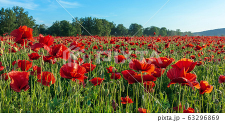 red poppy field at sunset. clouds on the blue sky. 63296869