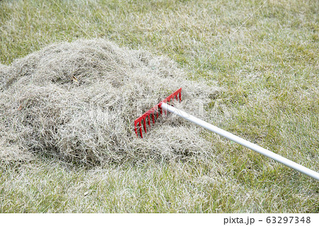 枯芝　サッチング 63297348