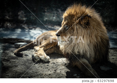 ライオン1 63297698