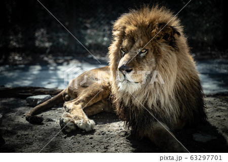 ライオン4 63297701