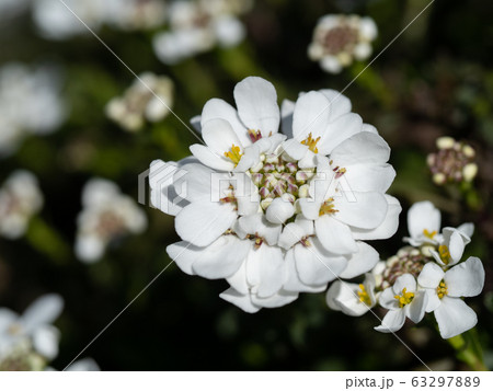 春の花壇のイベリスの写真素材