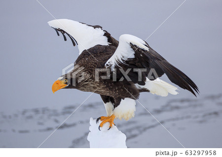 流氷に乗るオオワシ 63297958