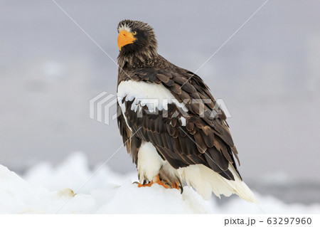 流氷に乗るオオワシ 63297960